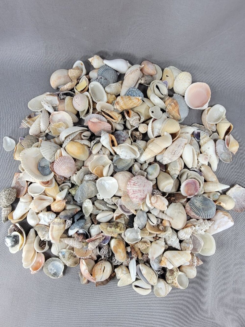 Natural Small Med Shell Seashell Mixed Lot Beach Ocean Decor Vase Filler Crafts - Picture 2 of 7